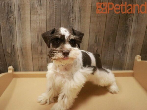 Miniature Schnauzer DOG Male Chocolate / White 27651 Petland Racine, Wisconsin