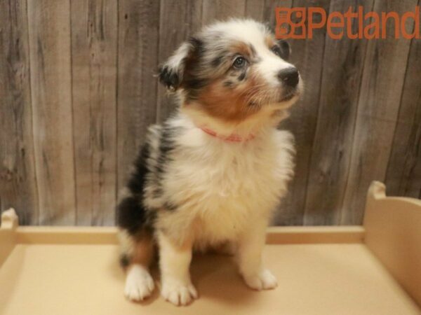 Australian Shepherd DOG Female Blue Merle 27648 Petland Racine, Wisconsin