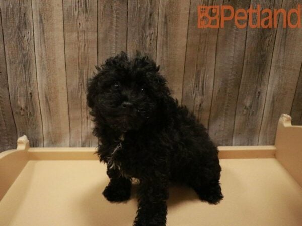 Poodle DOG Male Black 27647 Petland Racine, Wisconsin