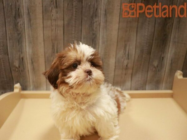 Shih Tzu DOG Female Brown 27645 Petland Racine, Wisconsin