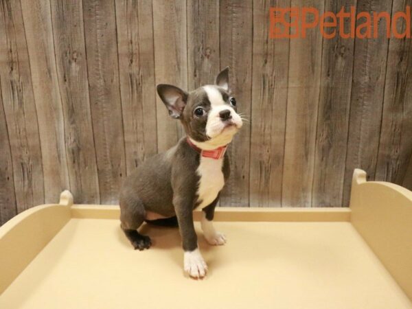 Boston Terrier DOG Female BLUE 27707 Petland Racine, Wisconsin