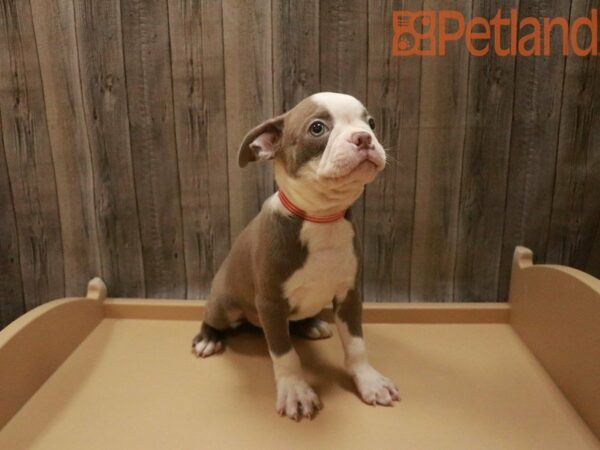 Boston Terrier-DOG-Male-CHPN-27706-Petland Racine, Wisconsin