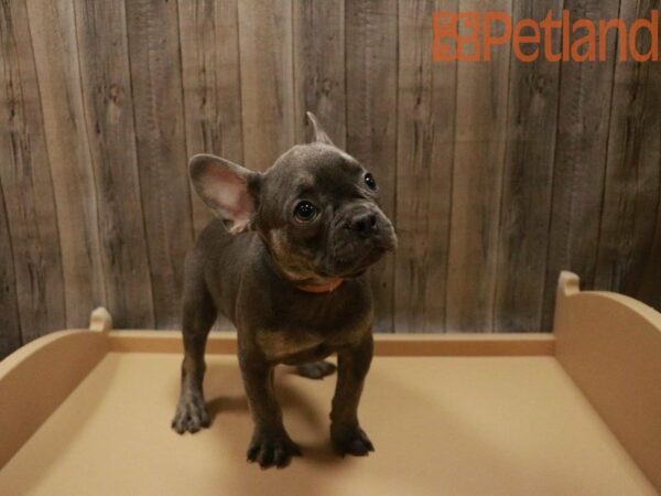 Frenchton DOG Male BLUE 27705 Petland Racine, Wisconsin