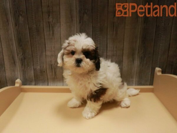 Shih Tzu/Bichon Frise DOG Female Sable / White 27698 Petland Racine, Wisconsin