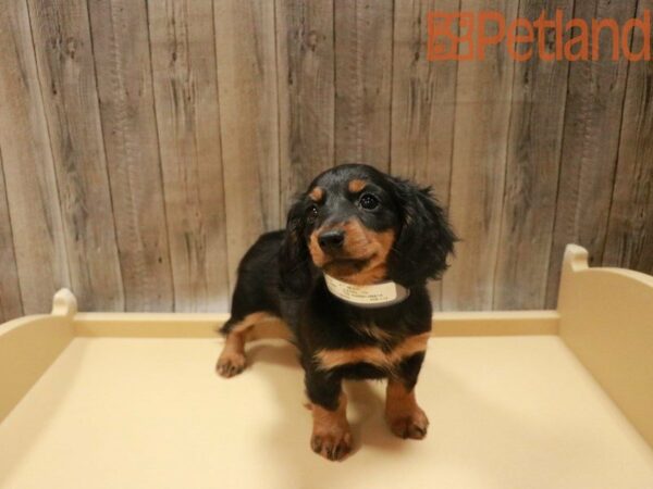 Dachshund DOG Female Black / Tan 27695 Petland Racine, Wisconsin