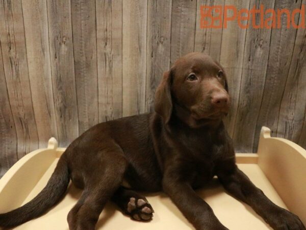 Labrador Retriever DOG Female Chocolate 27690 Petland Racine, Wisconsin