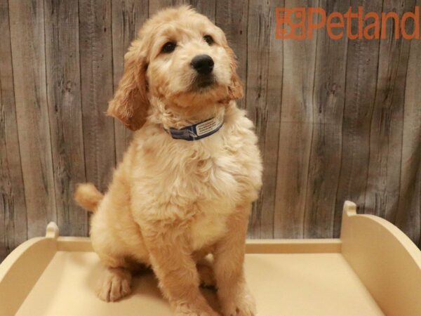 Goldendoodle 2nd Gen DOG Female Golden 27683 Petland Racine, Wisconsin