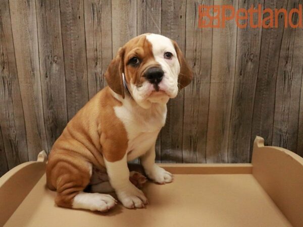 Bulldog DOG Male Red / White 27721 Petland Racine, Wisconsin