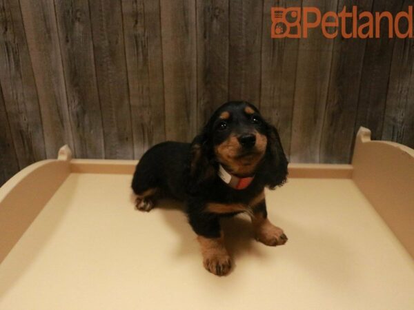 Dachshund DOG Female Black / Tan 27725 Petland Racine, Wisconsin