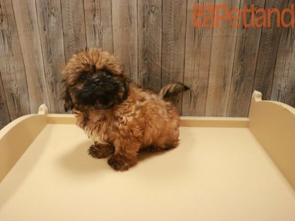 Shih Tzu DOG Male Sable 27726 Petland Racine, Wisconsin