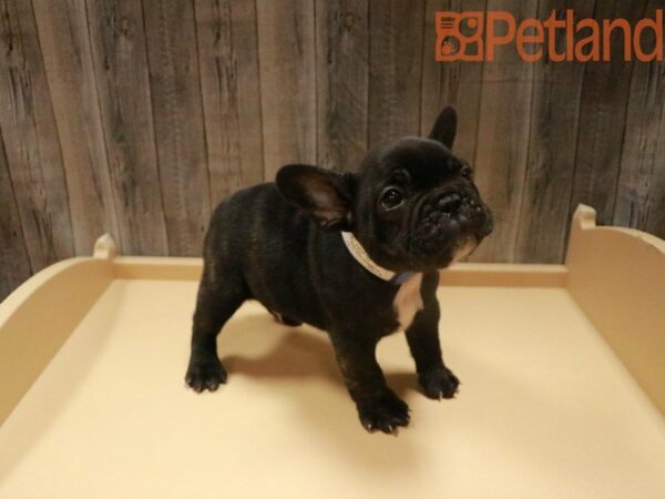 French Bulldog DOG Male Brindle 27730 Petland Racine, Wisconsin