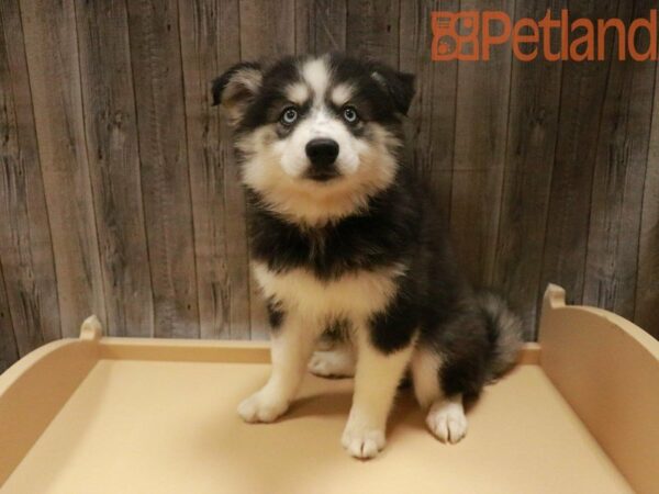 Siberian Husky/American Eskimo DOG Female Black / White 27732 Petland Racine, Wisconsin