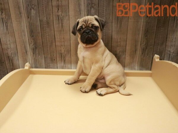 Pug DOG Male 27733 Petland Racine, Wisconsin