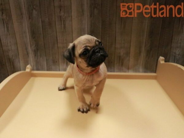 Pug DOG Male 27734 Petland Racine, Wisconsin