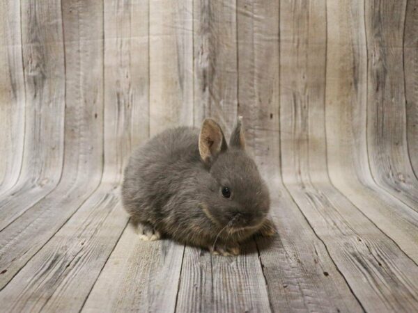 Netherland Dwarf RABBIT Male 27720 Petland Racine, Wisconsin