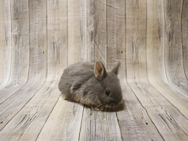 Netherland Dwarf-RABBIT-Female--27717-Petland Racine, Wisconsin