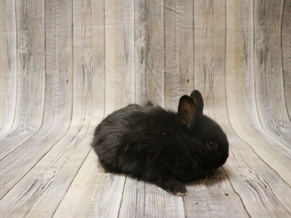 Netherland Dwarf RABBIT Male 27718 Petland Racine, Wisconsin