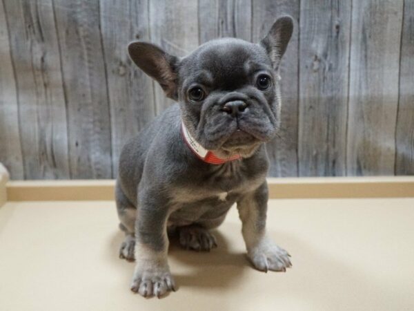 French Bulldog DOG Female Lilac 27743 Petland Racine, Wisconsin