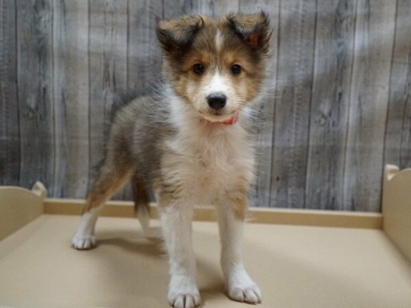 Shetland Sheepdog DOG Female Sable / White 27744 Petland Racine, Wisconsin