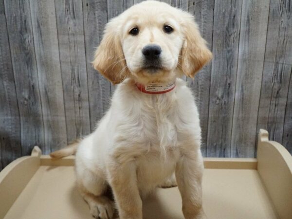 Golden Retriever DOG Female Cream 27740 Petland Racine, Wisconsin