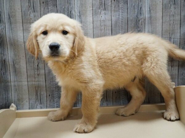 Golden Retriever DOG Male Cream 27742 Petland Racine, Wisconsin