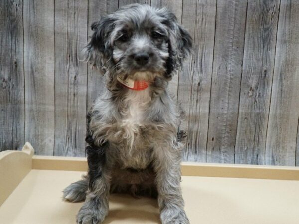 Cock A Poo-DOG-Female-Chocolate Merle-27746-Petland Racine, Wisconsin