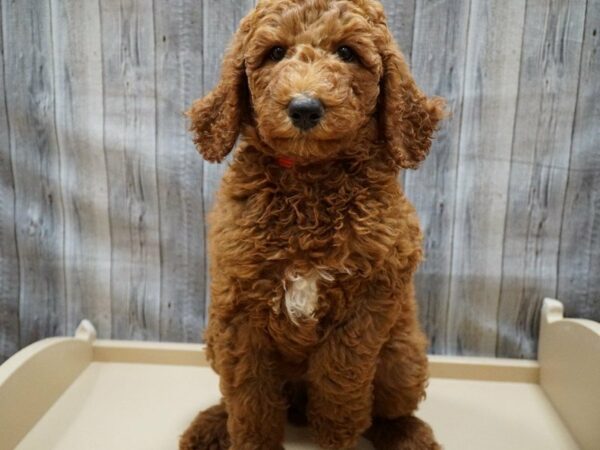 Poodle Standard DOG Female Red 27739 Petland Racine, Wisconsin