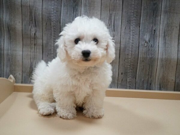 Bichon Frise DOG Male White 27741 Petland Racine, Wisconsin