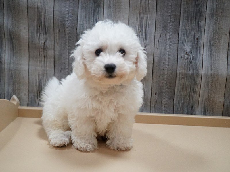 Bichon frise puppies online
