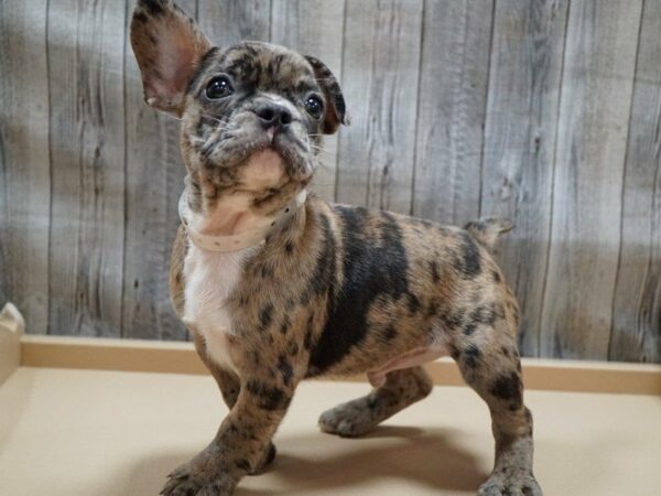 French Bulldog DOG Male Merle 27748 Petland Racine, Wisconsin