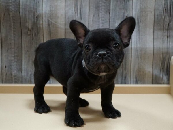 French Bulldog DOG Female BLK 27749 Petland Racine, Wisconsin