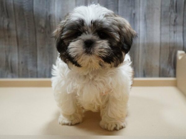 Shih Tzu DOG Male Sable / White 27745 Petland Racine, Wisconsin