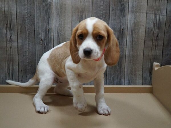 Cavalier King DOG Female Blenheim 27737 Petland Racine, Wisconsin