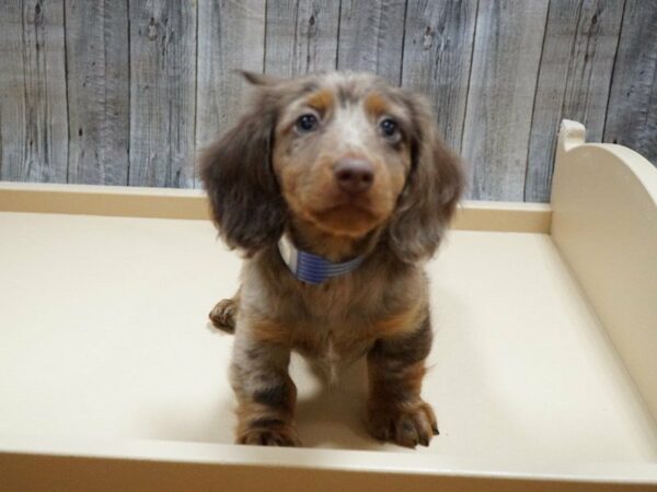 Dachshund DOG Male Chocolate 27747 Petland Racine, Wisconsin