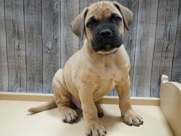 Bullmastiff DOG Male Red Fawn 27735 Petland Racine, Wisconsin