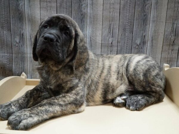 English Mastiff DOG Male Red Brindle 27750 Petland Racine, Wisconsin