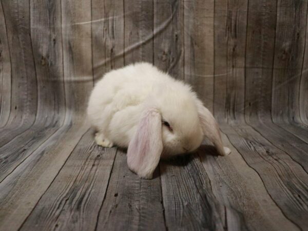 French Lop RABBIT Female 27753 Petland Racine, Wisconsin