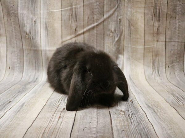 French Lop RABBIT Female 27751 Petland Racine, Wisconsin