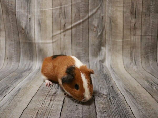 American Guinea Pig GUINEA PIG Male 27710 Petland Racine, Wisconsin