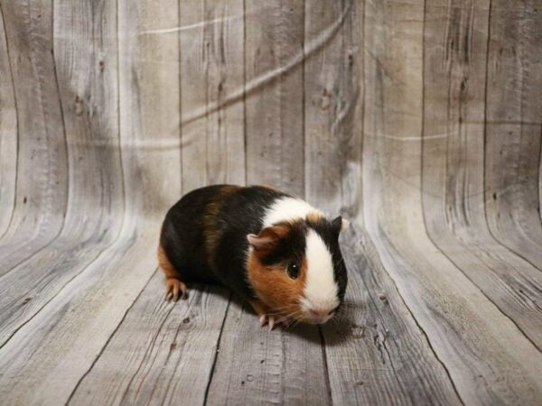 Crested GUINEA PIG Male 27708 Petland Racine, Wisconsin