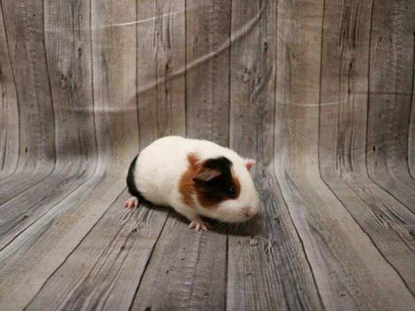 American Guinea Pig-GUINEA PIG-Female--27715-Petland Racine, Wisconsin