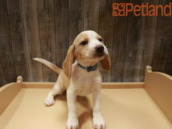 Beagle DOG Female Lem/Wht 27767 Petland Racine, Wisconsin