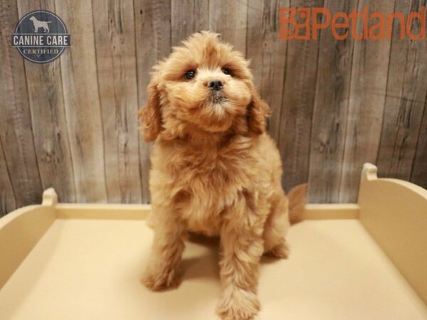 Mini Goldendoodle DOG Female Apricot 27765 Petland Racine, Wisconsin