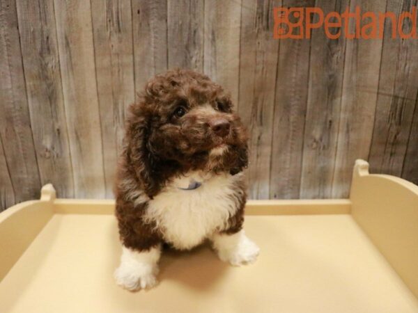 Bernadoodle Mini-DOG-Male-Chocolate-27764-Petland Racine, Wisconsin