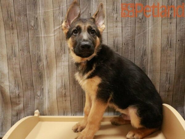 German Shepherd Dog DOG Male Black / Tan 27762 Petland Racine, Wisconsin