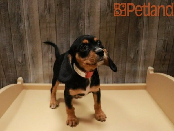 Beagle/Cavalier King Charles Spaniel DOG Female Black / Tan 27760 Petland Racine, Wisconsin