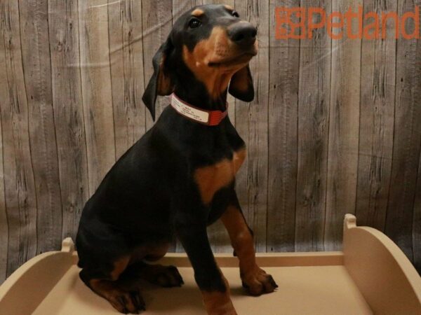 Doberman Pinscher DOG Female Black / Rust 27759 Petland Racine, Wisconsin