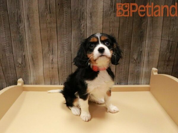 Cavalier King Charles Spaniel DOG Female Tri-Colored 27757 Petland Racine, Wisconsin