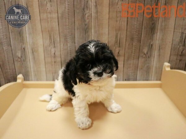 ShizaPoo DOG Female Black / White 27756 Petland Racine, Wisconsin