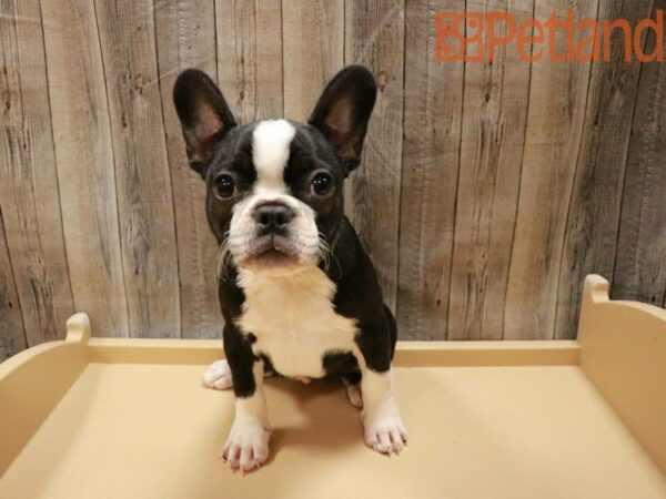 Frenchton DOG Female Blk/Wht 27796 Petland Racine, Wisconsin